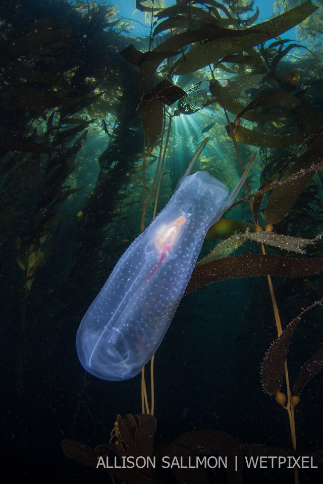 Catalina kelp with salp