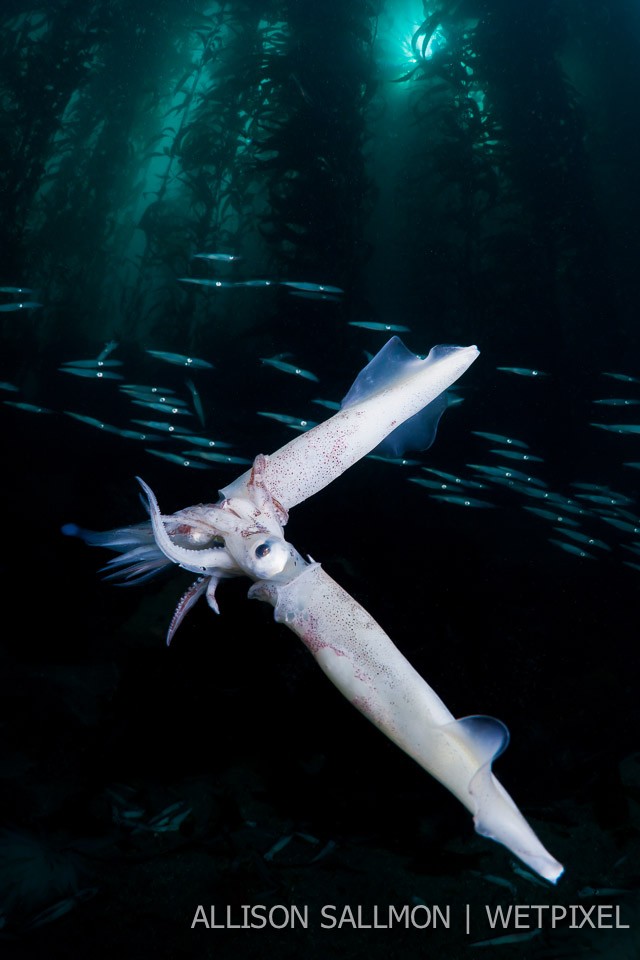 Catalina squid run