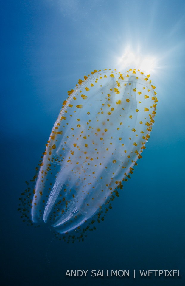 Comb jelly