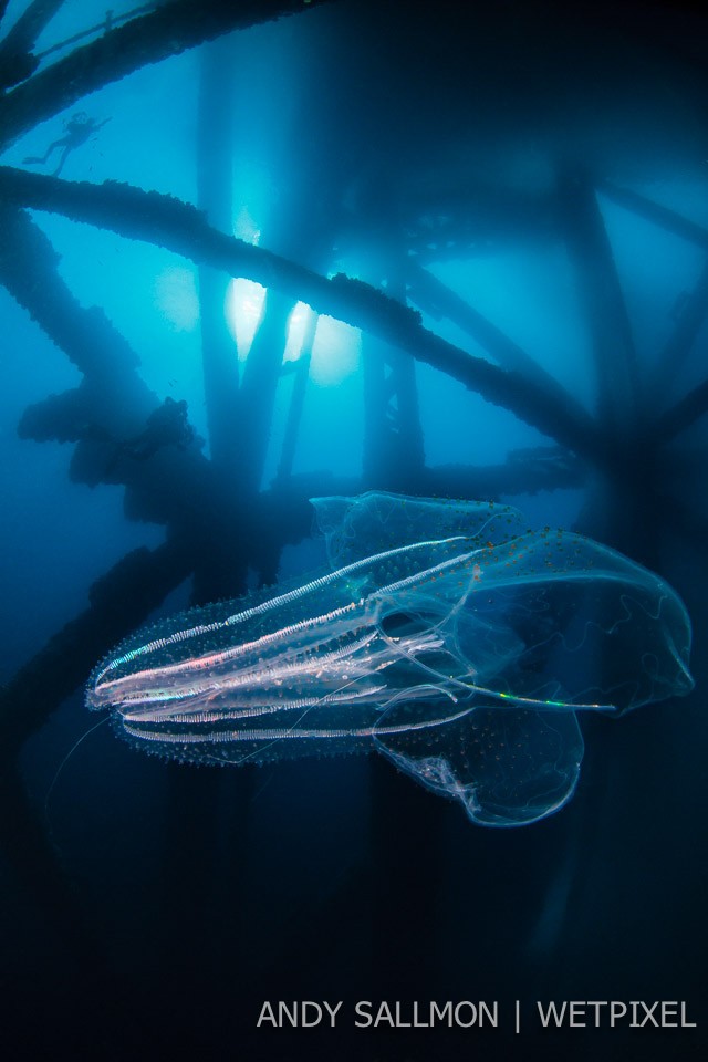 Comb jelly