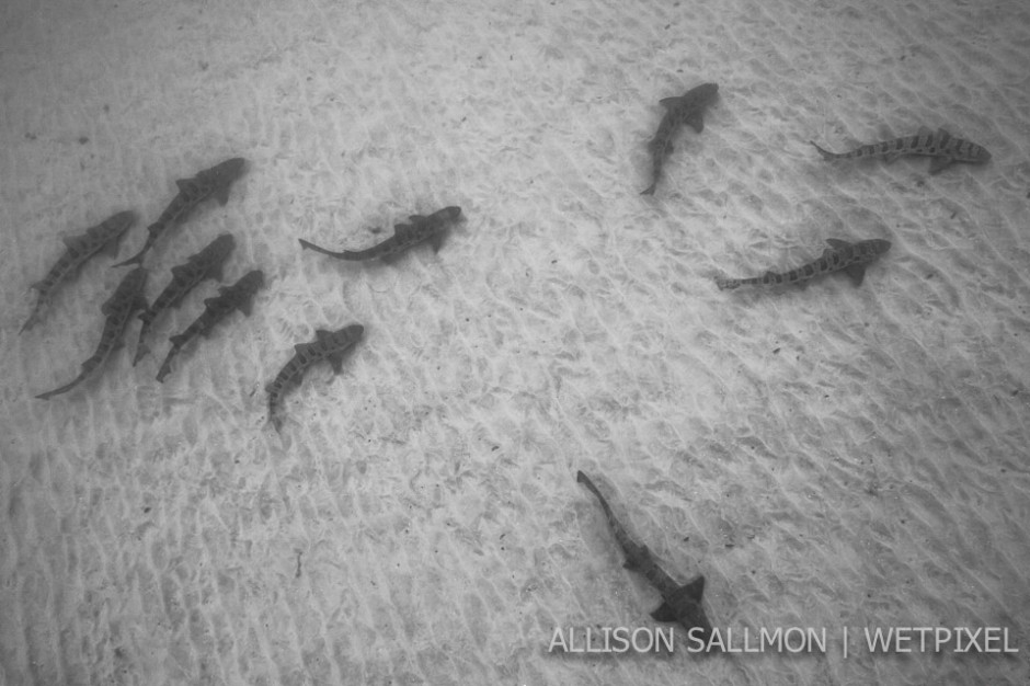 Leopard sharks (*Triakis semifasciata*)