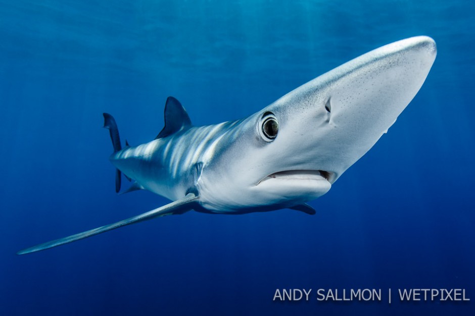 Blue shark (*Prionace glauca)*)