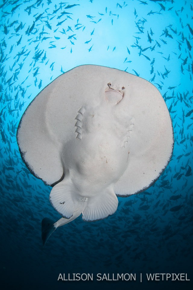 Stingray (*Urolophus halleri*)