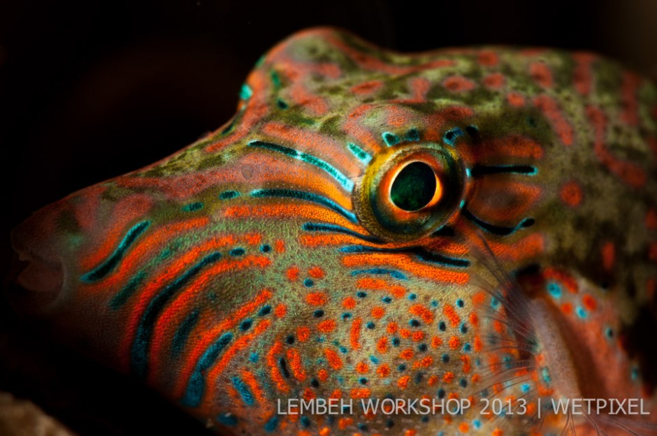 Juvenile starry pufferfish (*Arothron stellatus*) by Paul Pansano.