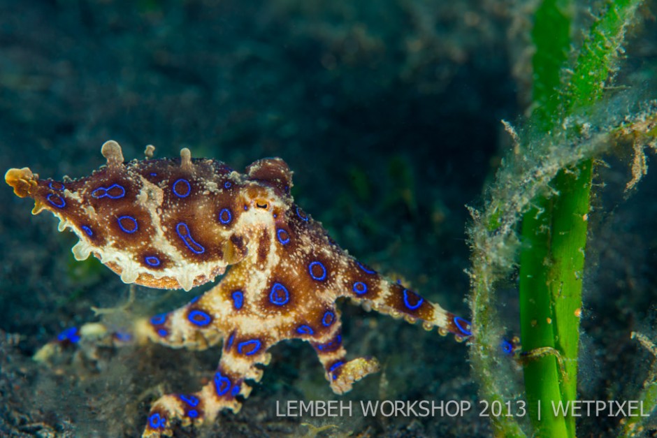 Blue ringed octopus (*Hapalochlaena maculosa*) by Ledean Paden.