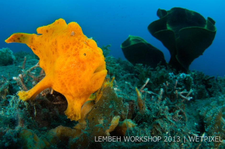 Painted frogfish (*Antennarius pictus*) by Alex Mustard.