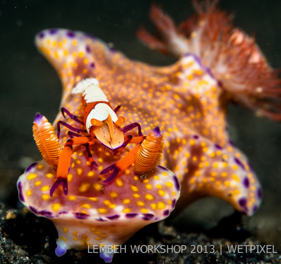 Emperor shrimp (*Periclimenes imperator*) on nudibranch by Chris Bernhardt.