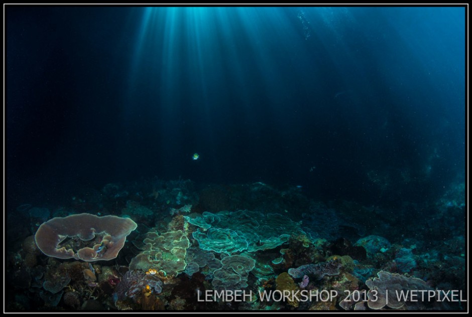 Sunbeams on corals by Julian Cohen.