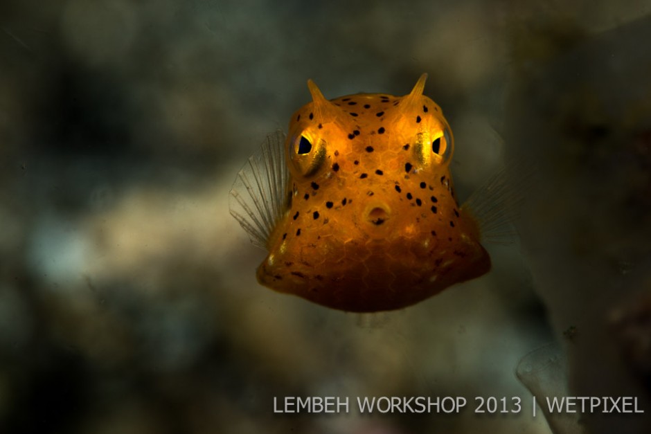 Juvenile yellow boxfish  (*Ostracion cubicus*) by Mikael Thulin.