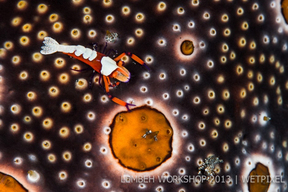 Emperor shrimp (*Periclimenes imperator*) on sea cucumber by Nadya Kulagina.