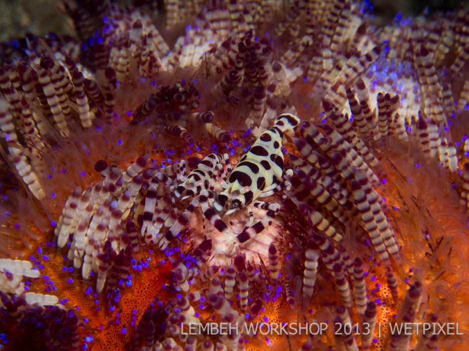 Coleman shrimp (*Periclimenes colemani*) by Paul Rosenblum.