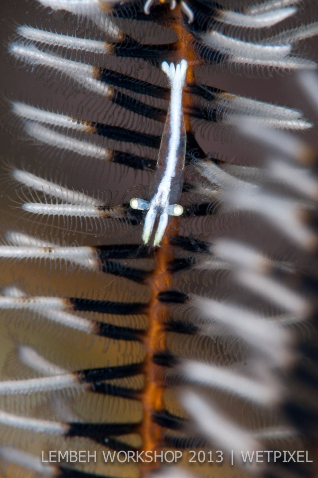 Shrimp on sea pen by Russell Burton