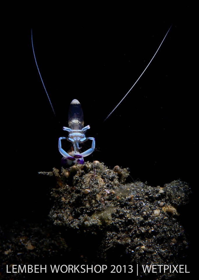 Snooted shrimp by Will Clark.