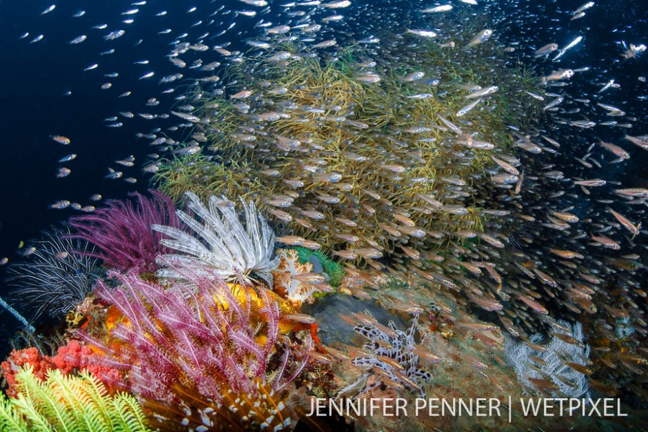 A fish explosion amongst bursting colors.