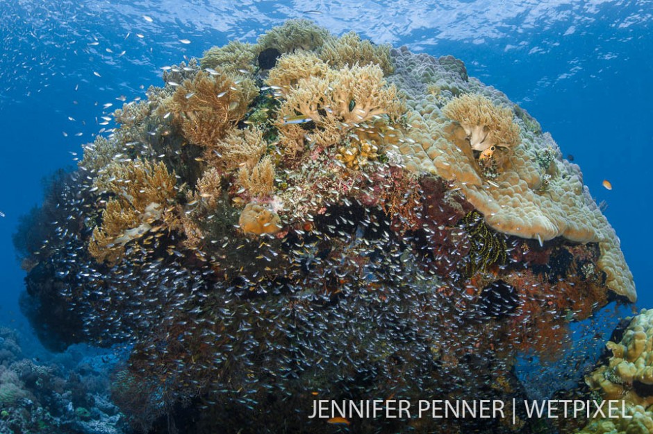 A school of glassfish make this bommie their refuge.