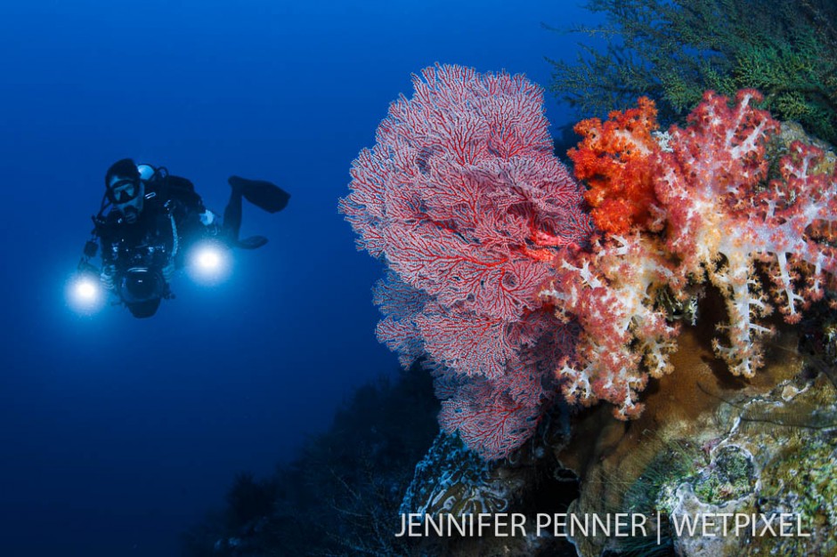 Vibrant colors on the reef contrast the blue water.