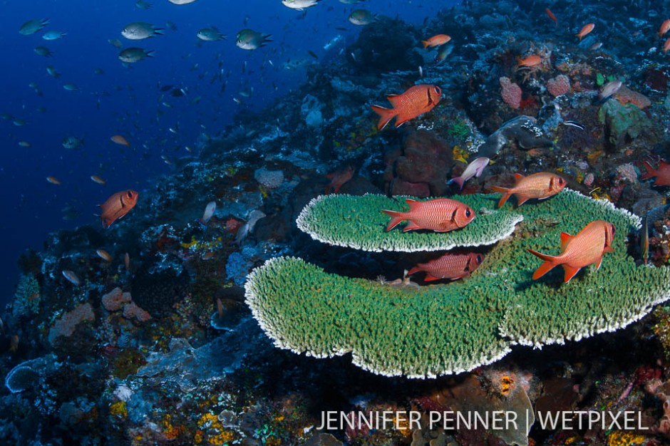 Fish are endless in Komodo.