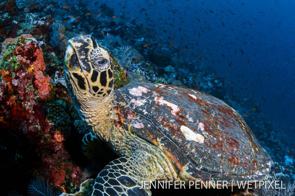 A hawksbill turtle (*Eretmochelys imbricata*) strikes a pose.