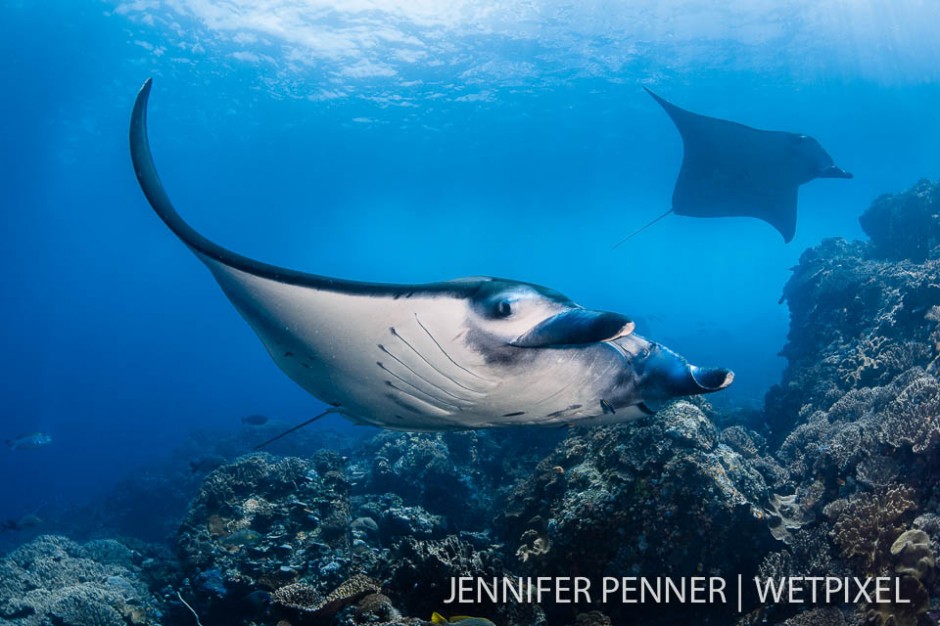 Both reef mantas (*Manta alfredi*)  and pelagic mantas (*M. birostris*) did their dance at Manta Alley