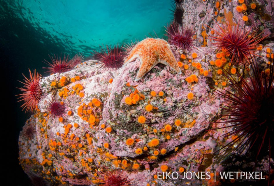 Leather Star (*Dermasterias imbricata*) sits on a Coraline algae encrusted rock festooned with Orange Cup Corals (*Balanophyllia elegans*) and Red Sea Urchins,  on Whiskey Pt, Quadra Island, BC