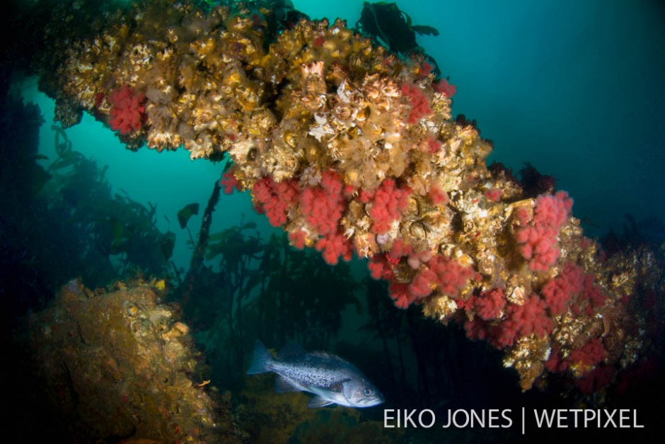 Black Rockfish (*Sebastes melanops*) amid the remains of the Themis wreck that struck Crocker Rock near Browning Passage, Port Hardy, BC