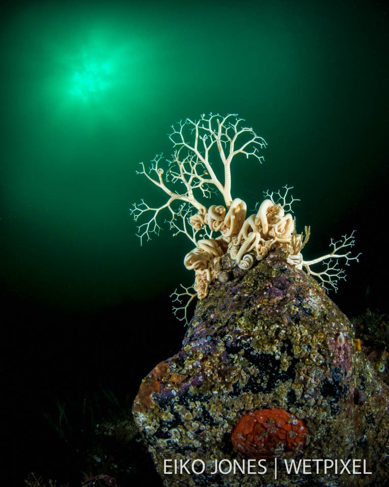 Basket Star (*Gorgonocephalus eucnemis*), at depth appears to be reaching for the light as  it filter feeds for plankton in the depths of Browning Pass, Port Hardy, BC