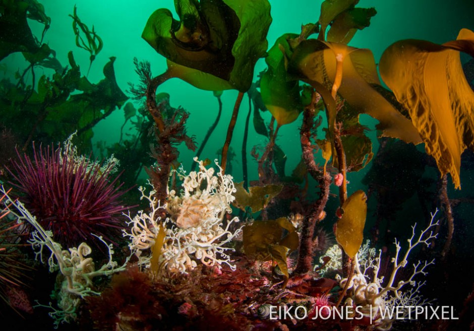 Basket Stars (*Gorgonocephalus eucnemis*) crowd among the kelp  near Telegraph Cove, BC.