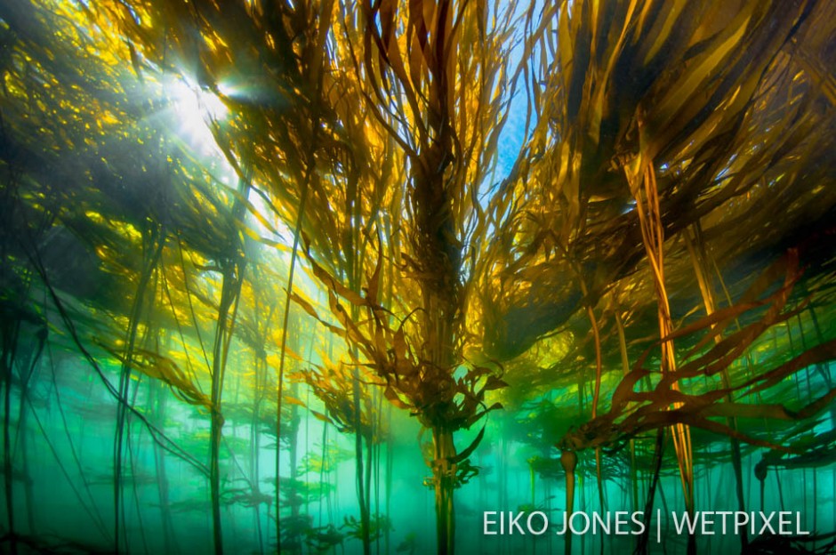 Large Bull Kelp Forest stands against the current near Telegraph Cove, BC