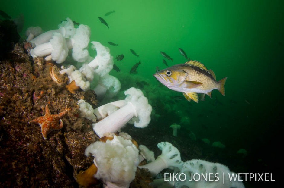 Yellowtail Rockfish (*Sebastes flavidus*) with Plumose Anemone (*Metridium farcimen*)  in Barkley Sound, British Columbia