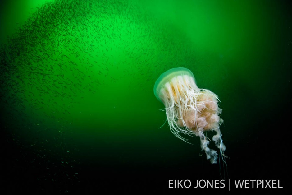 Fried Egg Jellyfish (*Phacellophora camtschatica*) swimming in Barkley Sound amoung a school of Pacific Herring (*Clupea pallasii*).