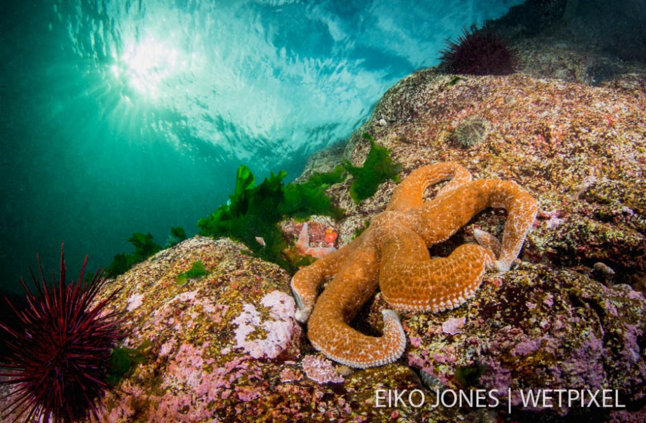 Mottled Star (*Evasterias troschelii*) clinging to rocks just below the surface of the ocean at the Octopus Islands on the East side of Quadra Island. BC