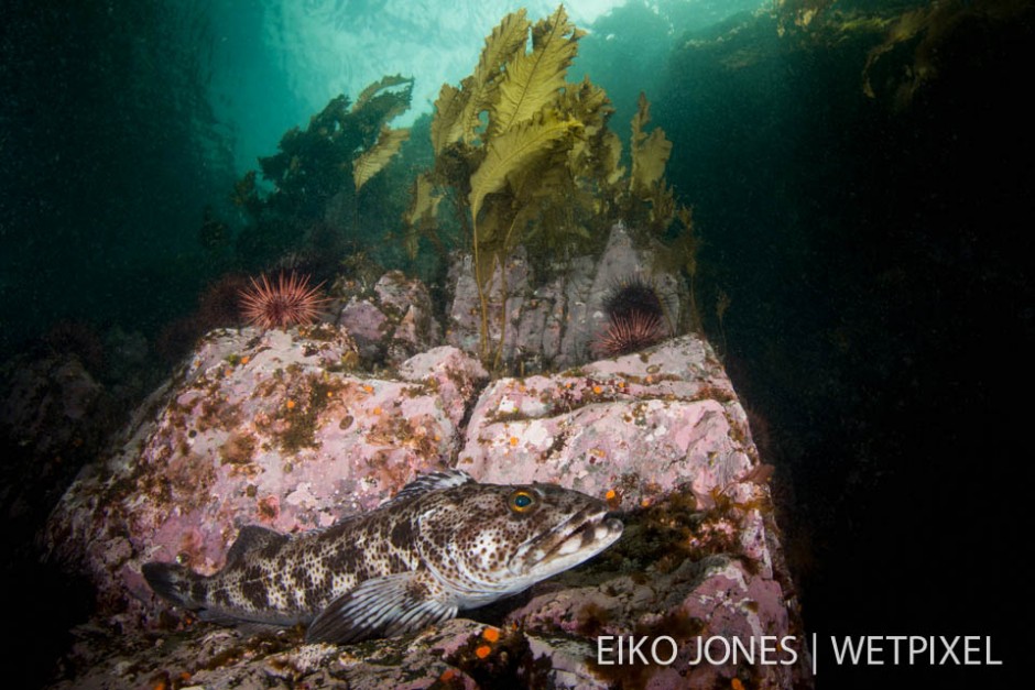 Lingcod (*Ophiodon elongatus*) perched on a rocky ledge on Copper Bluffs, West side of Quadra Island near Campbell River, British Columbia