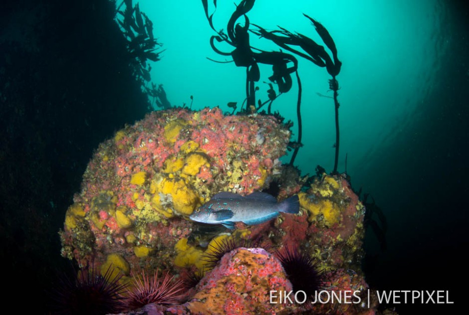 Kelp Greenling (*Hexagrammos decagrammus*) in front of a rock covered with Yellow Encrusting Sponge (*Myxilla lacunosa*)  and Strawberry Anenmome (*Corynactis californica*).