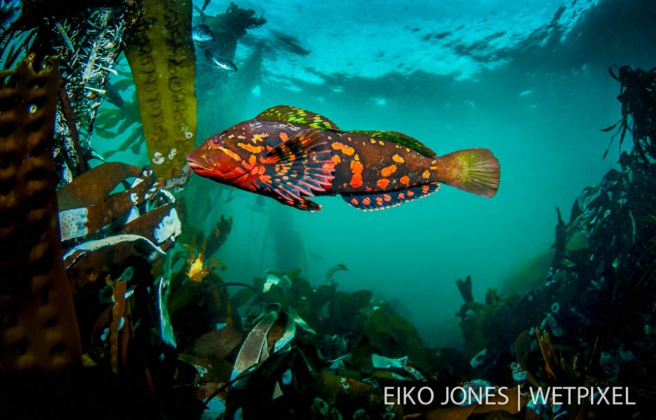 Spectacular coloured Rock Greenling (*Hexagrammos lagocephalus*) swimming above it's lush kelp home in the rocky, surge filled shallows near Browning Pass, Port Hardy, BC