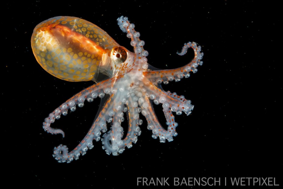 Octopus larva. 9.5 mm TL. We had hundreds of octopus larvae settle on anchor rope.