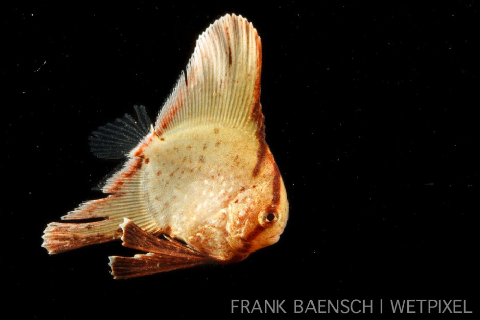 Batfish juvenile. 14.8 mm TL. This little beauty was found hiding in seaweed. Only one individual encountered.