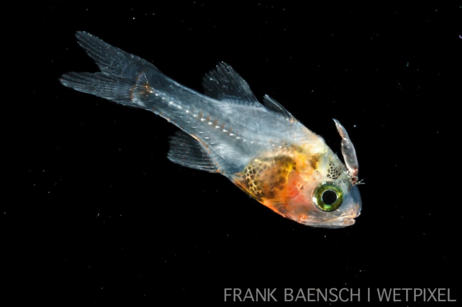 Cardinalfish larva with parasitic isopod. 16.4 mm TL. It's amazing how early fish are subjected to parasites!