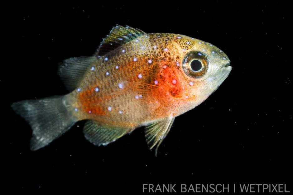 Damselfish larva metamorphosing into a juvenile. 12.2 mm TL. Very common.