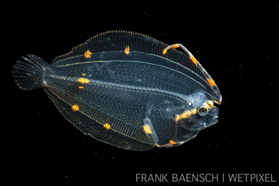 Lefteye flounder post larva. 34.2 mm TL. The elongated dorsal fin ray is a specialization to pelagic life and is retained in adults of some species.