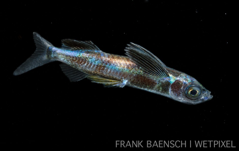 Flyingfish larva. 24 mm TL (total length). Rare. Only two individuals encountered. Flyingfish remain pelagic throughout their life cycle