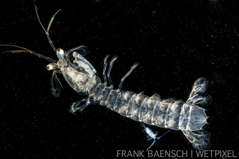 Mantis shrimp larva. 65.0 mm TL. The little critter at the bottom is an adult copepod.