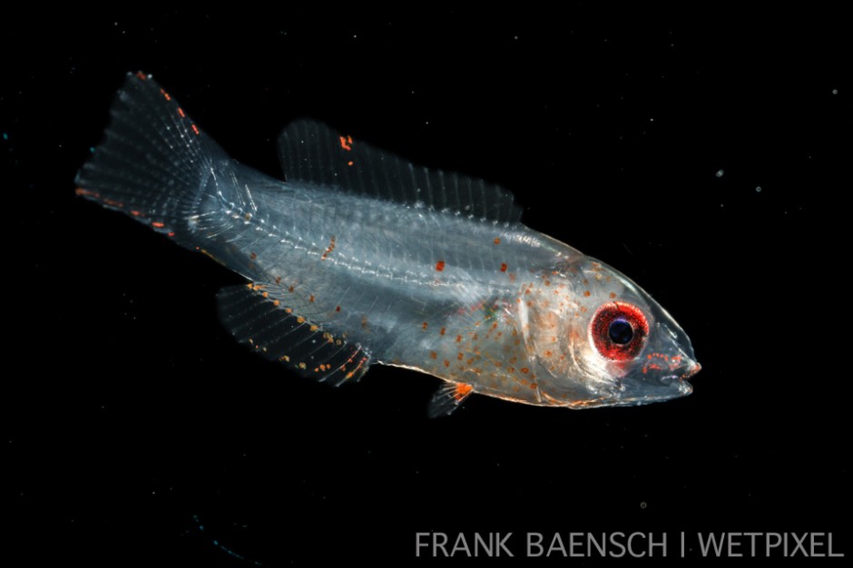 Wrasse larva. 11.8 mm TL. Wrasse larvae typically burry in sand when they settle.