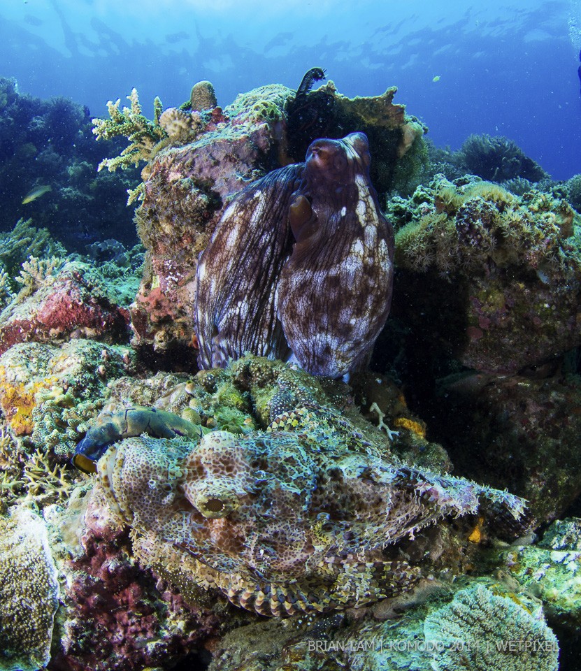 **Brian Lam:** Day octopus (*Octopus cyanea*) and raggy scorpion fish (*Scorpaenopsis venosa*).