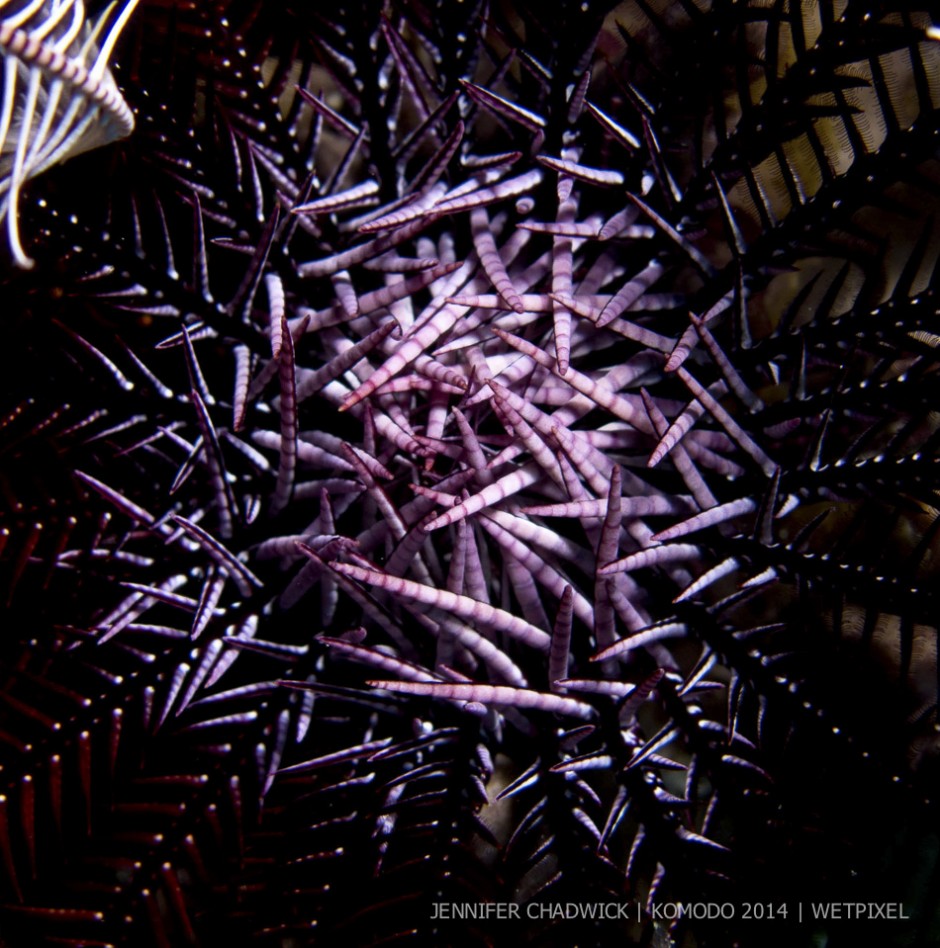 **Jennifer Chadwick:** Crinoid (feather star) abstract.