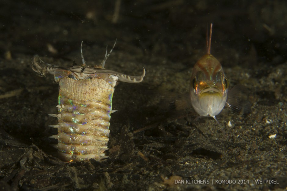 **Dan Kitchens:** Bobbit worm (*Eunice aphroditois*) with prey.