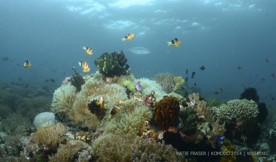 **Katie Fraser:** Clarks' anemonefishes (*Amphiprion clarkii*) around their host anemone.