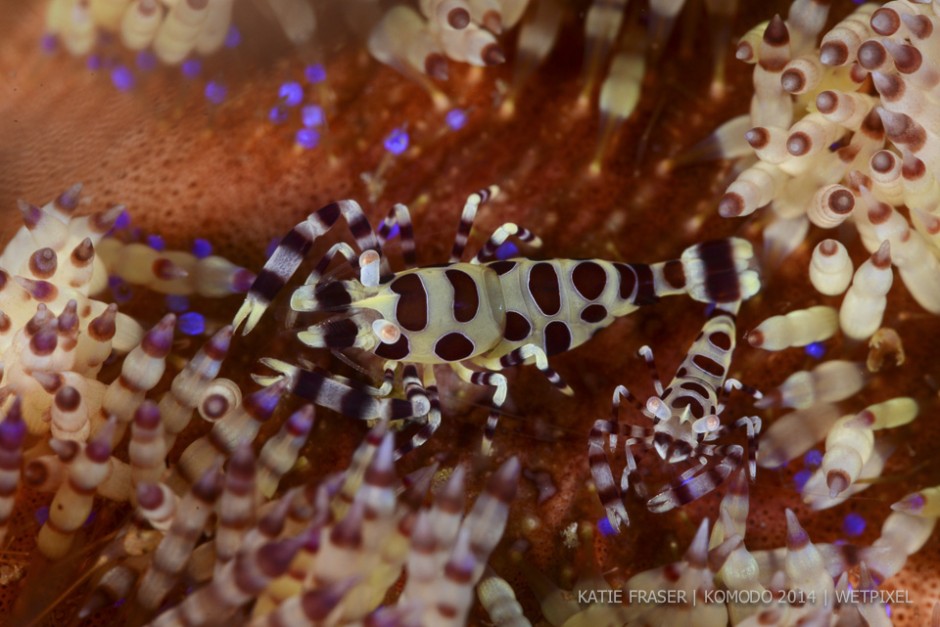 **Katie Fraser:** Coleman shrimps (*Periclemens colemanii*) on a fire urchin (*Asthenosoma varium*).