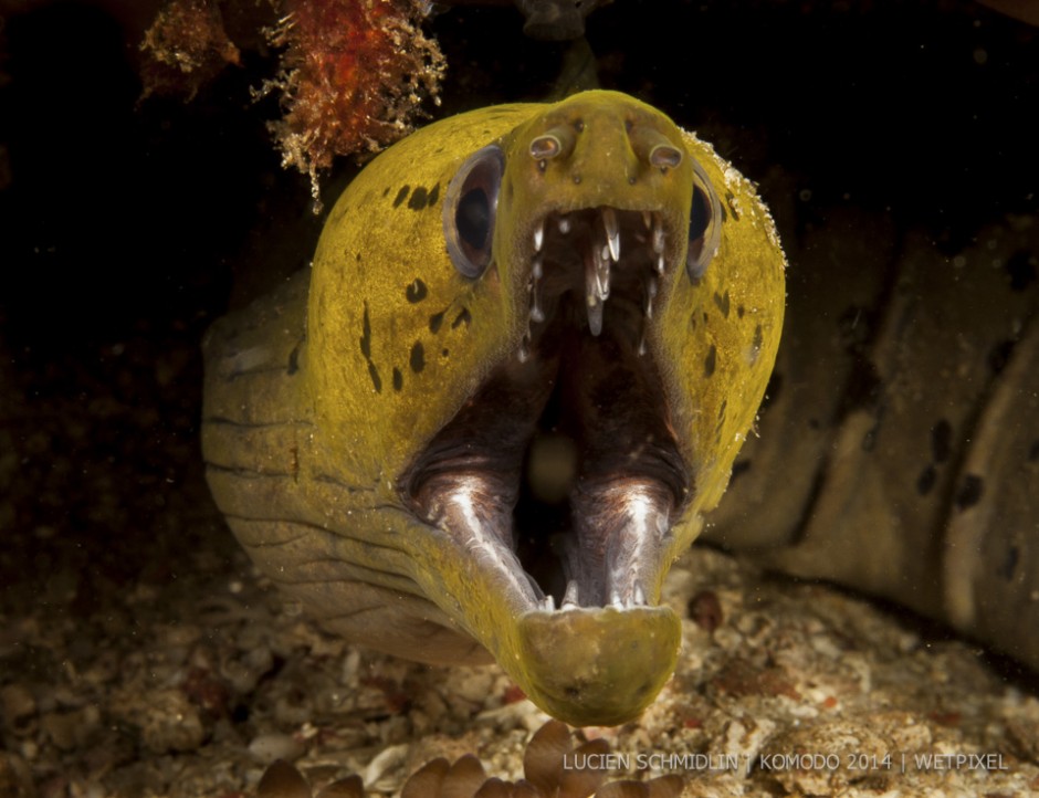 **Lucien Schmidlin:** Giant moray (*Gymnothorax javanicus*) showing its teeth.