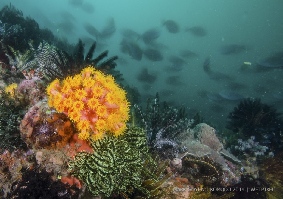 **Mark Goyen:** Long exposure reef scene.