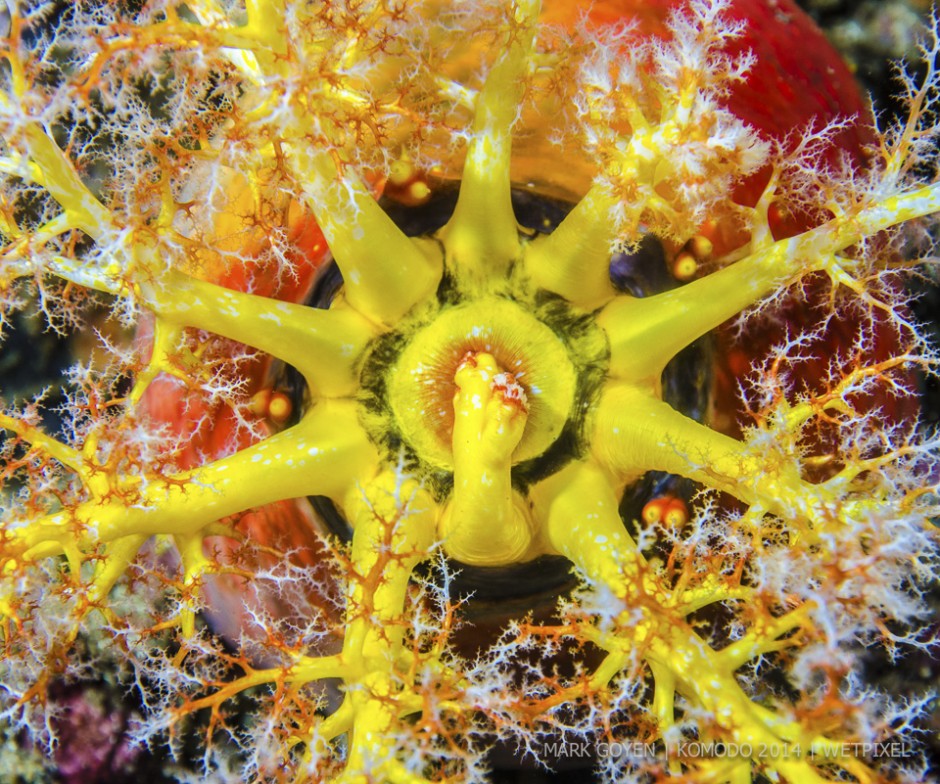 **Mark Goyen:** Yellow sea cucumber (*Colochirus robustu*) feeding.